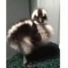 This Rare Baby Gosling On Staten Island Is Adorable